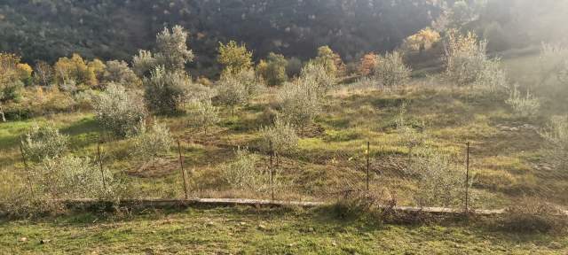 Tirane, shes toke 2.000 m² 40 Euro/m2 (Rruga e Rexhekrit, Surrel, Tirane)
