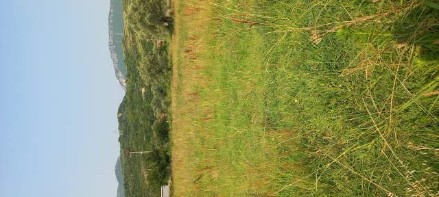 Tirane -Bërzhitë, Shitet Tokë, 14 km nga qendra e Tiranës, buzë rrugës vjetër nacionale Tirane-Mullet-Berzhit-Elbasan, sip.3050m², Cmimi 95 €/m2, sapo kalon qendren e Njësisë Bërzhit/ Lokal Palmanoven 14km nga qendra Tiranës