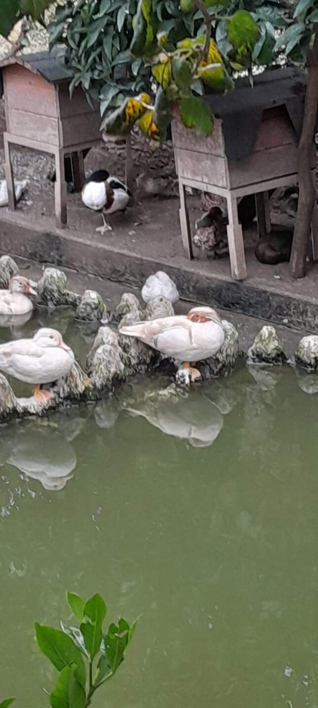 Shkoder, shes Rosa te egra 130 Euro