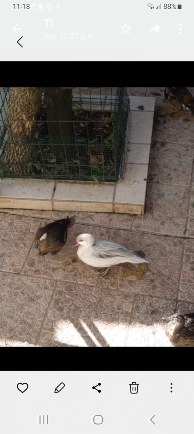Shkoder, shes Rosa te egra 130 Euro