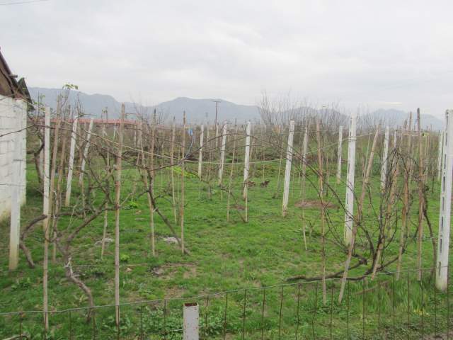 Kruje, shitet Toke Are + Truall + Ndertese 7.600.000 Leke (Budull)