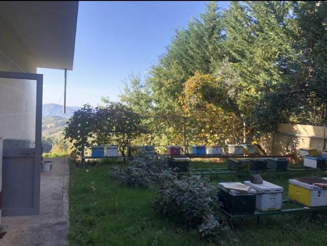 Tirane, shitet Vile 640 m² 230.000 Euro (SURREL)