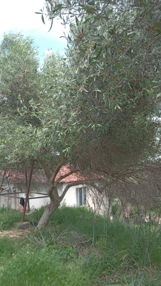 Lushnje Divjake, jepet me qera shtepi 2+1 Kati 1, 100 m² 150 €