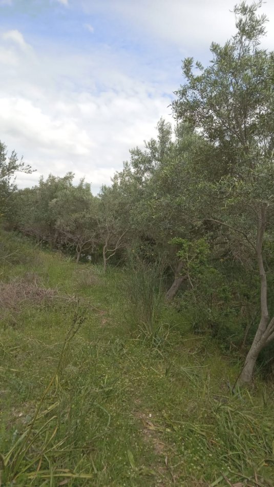 Lushnje Divjake, jepet me qera shtepi 2+1 Kati 1, 100 m² 150 €