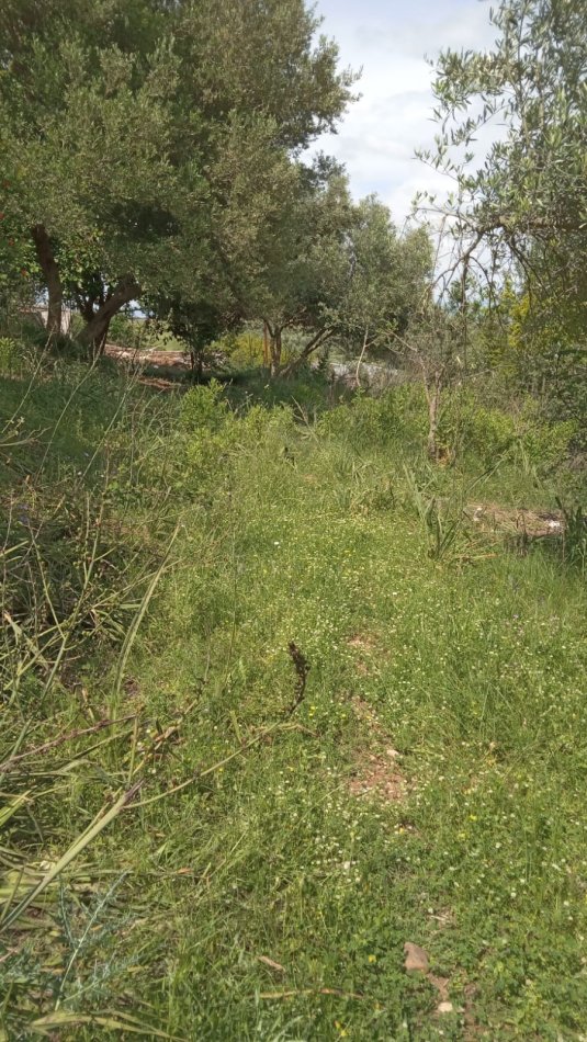 Lushnje Divjake, jepet me qera shtepi 2+1 Kati 1, 100 m² 150 €