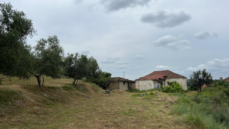 0ac3ef81-8f58-412e-9ab4-964af16d258a.jpg