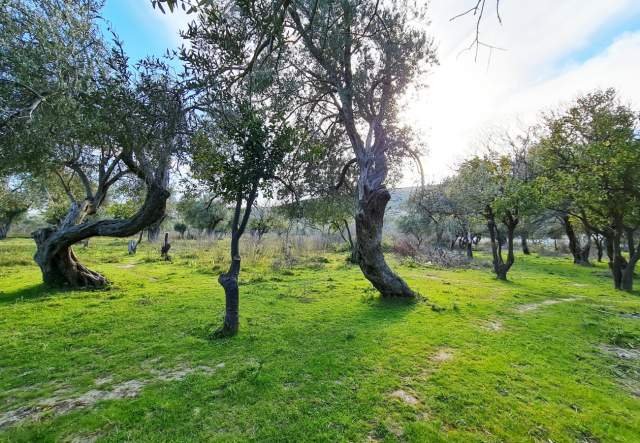 SHITET TOKË ULLISHTE 1.170 m² 80.000 Euro (Sarande, QEPARO, HIMARË)