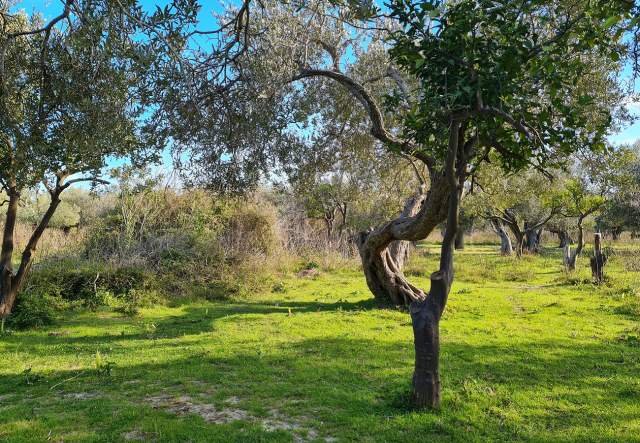 SHITET TOKË ULLISHTE 1.170 m² 80.000 Euro (Sarande, QEPARO, HIMARË)