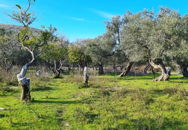 SHITET TOKË ULLISHTE 1.170 m² 80.000 Euro (Sarande, QEPARO, HIMARË)
