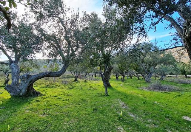 SHITET TOKË ULLISHTE 1.170 m² 80.000 Euro (Sarande, QEPARO, HIMARË)