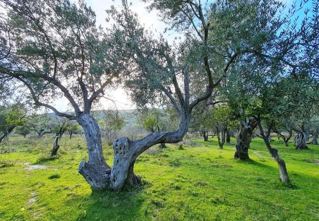 SHITET TOKË ULLISHTE 1.170 m² 80.000 Euro (Sarande, QEPARO, HIMARË)