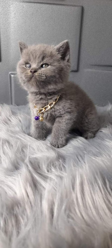 Tirane, shes Kotele British Shorthair