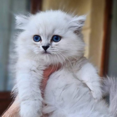 Tirane, shes Kotele British Shorthair