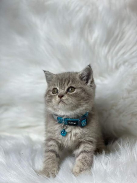 Tirane, shes Kotele British Shorthair