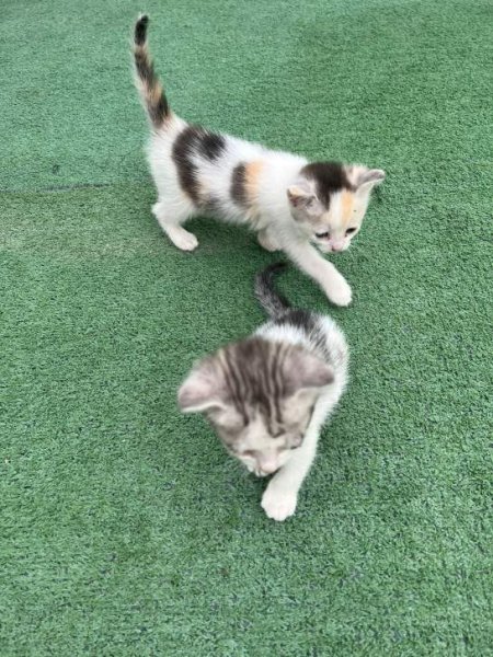 Tirane, njoftim Kotele per adoptim 0 Leke