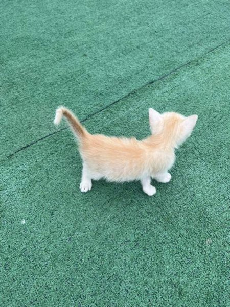Tirane, njoftim Kotele per adoptim 0 Leke