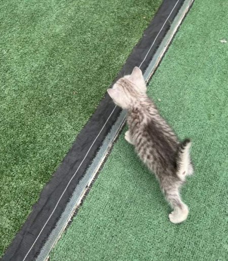 Tirane, njoftim Kotele per adoptim 0 Leke