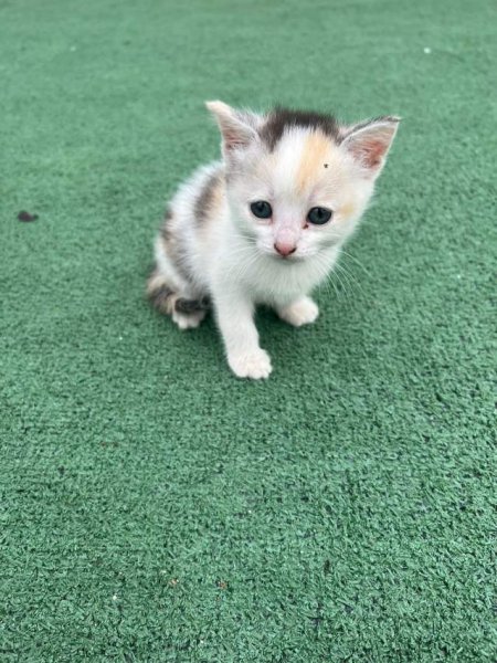 Tirane, njoftim Kotele per adoptim 0 Leke