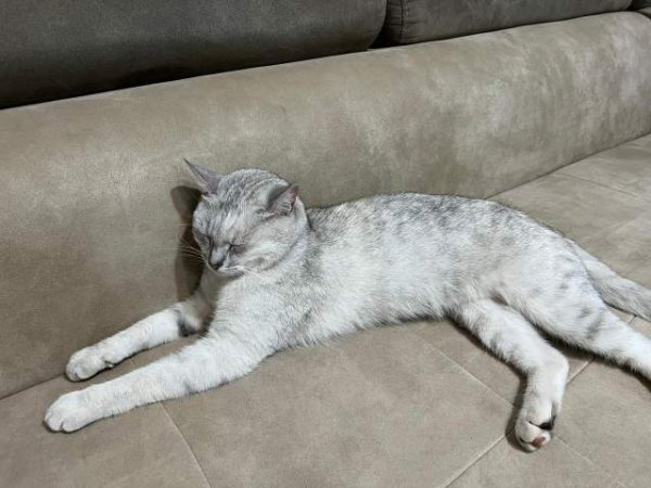 Tirane, njoftim Kotele per adoptim 0 Leke