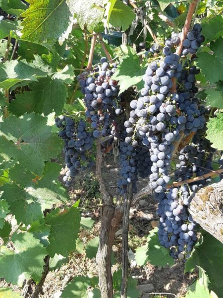 Ofertë - Shitet rrush Kallmet dhe Merlot. Cilësia më e mirë.