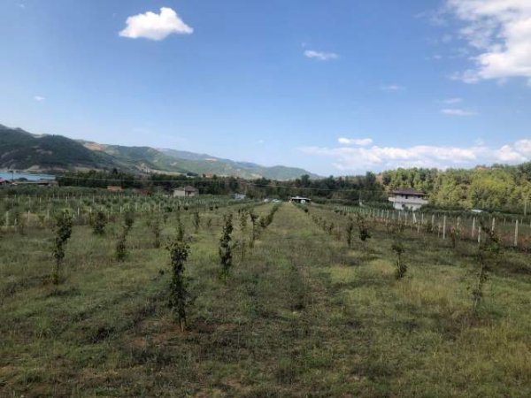 Tirane, shes toke 6.663 m² 93.282 Euro (Ceruje Gramsh)