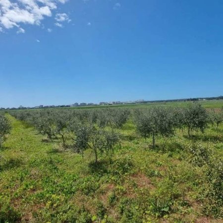 Qerret, shes 3.500 m² 122.500 Euro (Qerret)