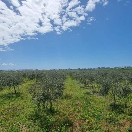 Qerret, shes 3.500 m² 122.500 Euro (Qerret)