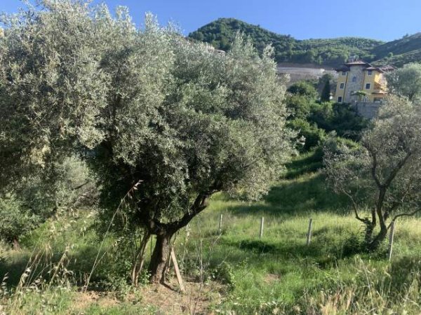 SHES TRUALL NE SELITE PRANE KODRES SE DIELLIT 2, 500 m², 300 Euro/m2