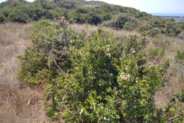 Kavaje, shes toke 5.000 m² 80.000 Euro (spille)