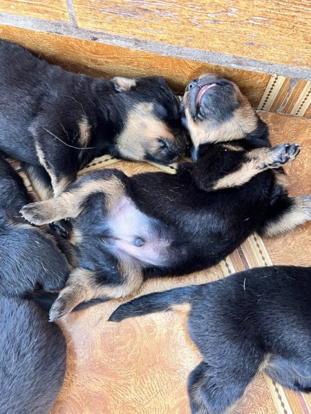 Tirane, shes Kelysha Rottweiler 250 €