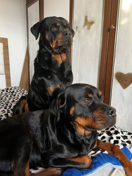 Tirane, shes Kelysha Rottweiler 250 €