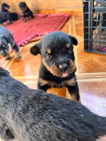 Tirane, shes Kelysha Rottweiler 251 €