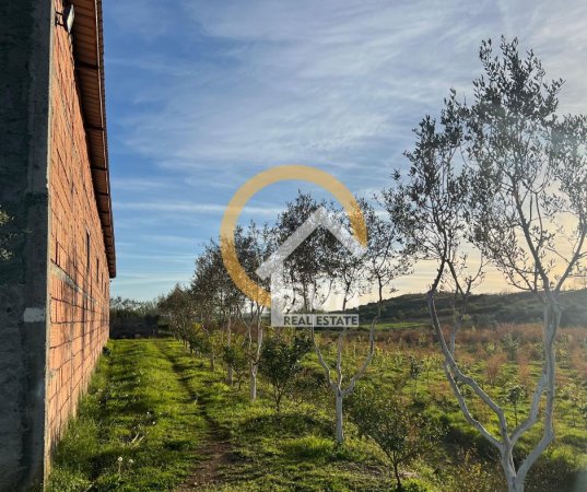 Shkoder, shitet toke , 100.000 m² 290.000 € (ANA MALIT, MURIQAN)