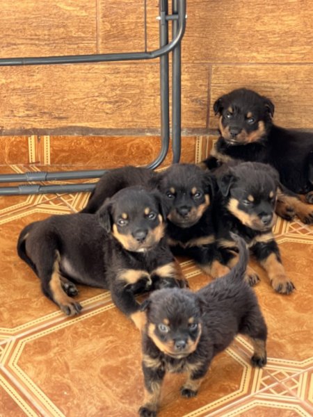 Tirane, shes Kelysha Rottweiler 200 €