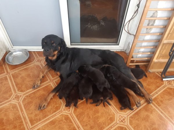 Tirane, shes Kelysha Rottweiler 200 €