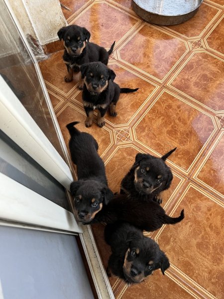 Tirane, shes Rottweiler 200 €