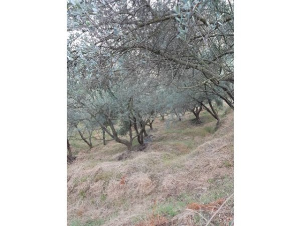 Tirane, shes  Ullishte  21.000 m2  per 13 Euro/m2 (Vore)