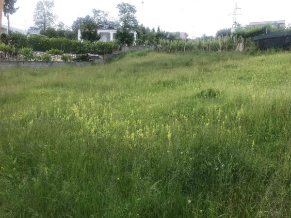 Durres, shes toke , 750 m² 55.000 € (në Shkozet Durres.)