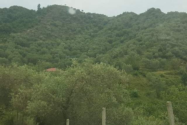 Tirane, Marikaj Shiten 2 Ullishte me siperfaqe totale 16.200 m², 39.680.000 Leke