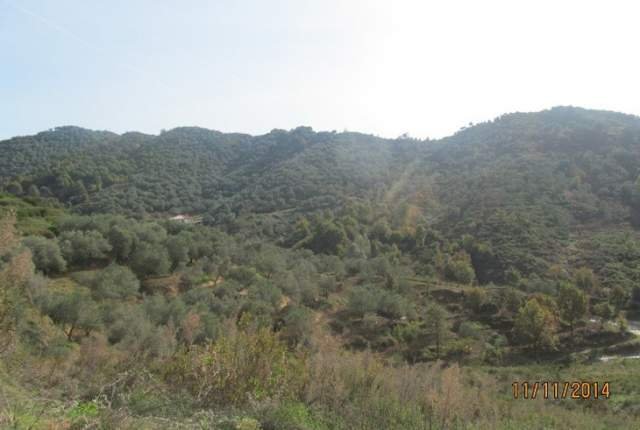 Tirane, Marikaj Shiten 2 Ullishte me siperfaqe totale 16.200 m², 39.680.000 Leke
