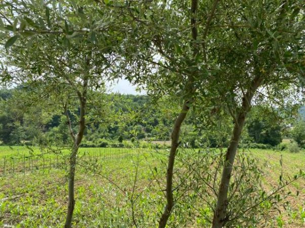 Kavaje, shes toke 7.000 m² 182.000 Euro