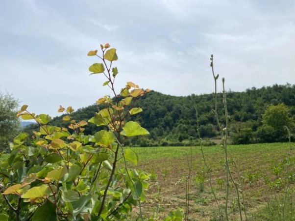 Kavaje, shes toke 7.000 m² 182.000 Euro