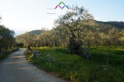 Tirane, shes toke 2.000 m² 200.000 Euro (menik)