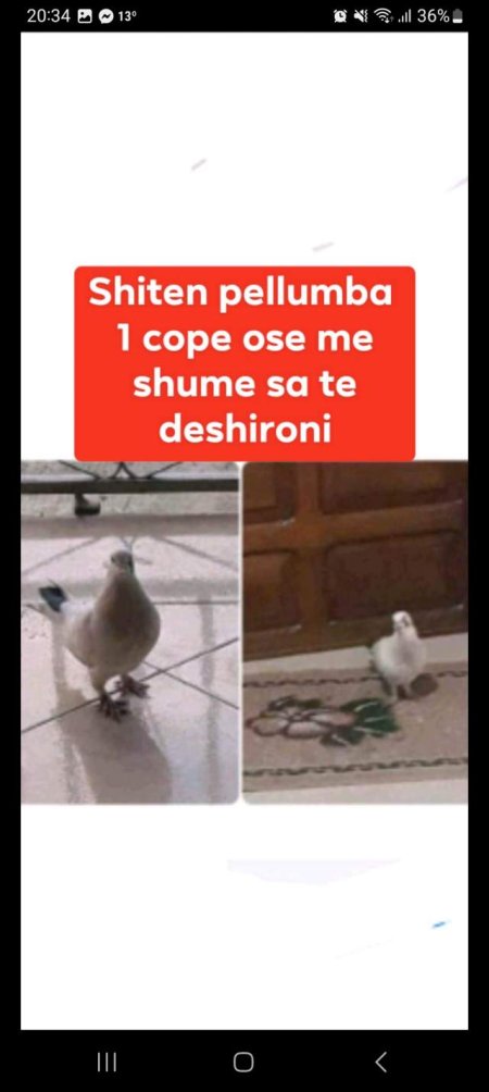 Elbasan, shes Pellumba